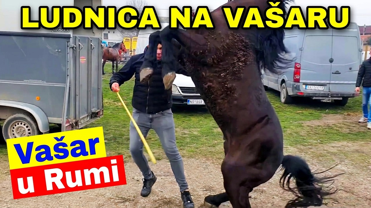 Rumski vašar  💥  Konji telad magarci