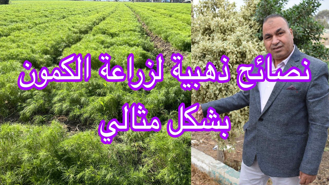 أهم التوصيات الإرشادية لنجاح زراعة الكمون