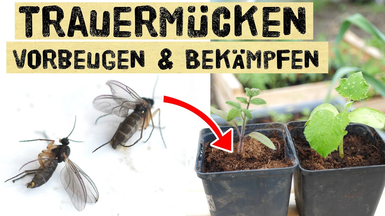 Trauermückenplage 2021 - vorbeugen und bekämpfen - Nützling Nematode - Trauermücken an Jungpflanzen