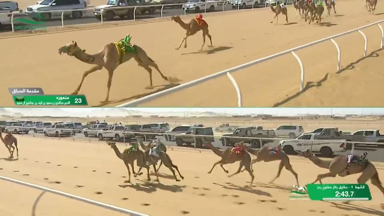 الشوط 1 كأس حقايق بكار مفتوح مساء يوم الثلاثاء 1-10-2024 من #كأس_الاتحاد_السعودي_للهجن