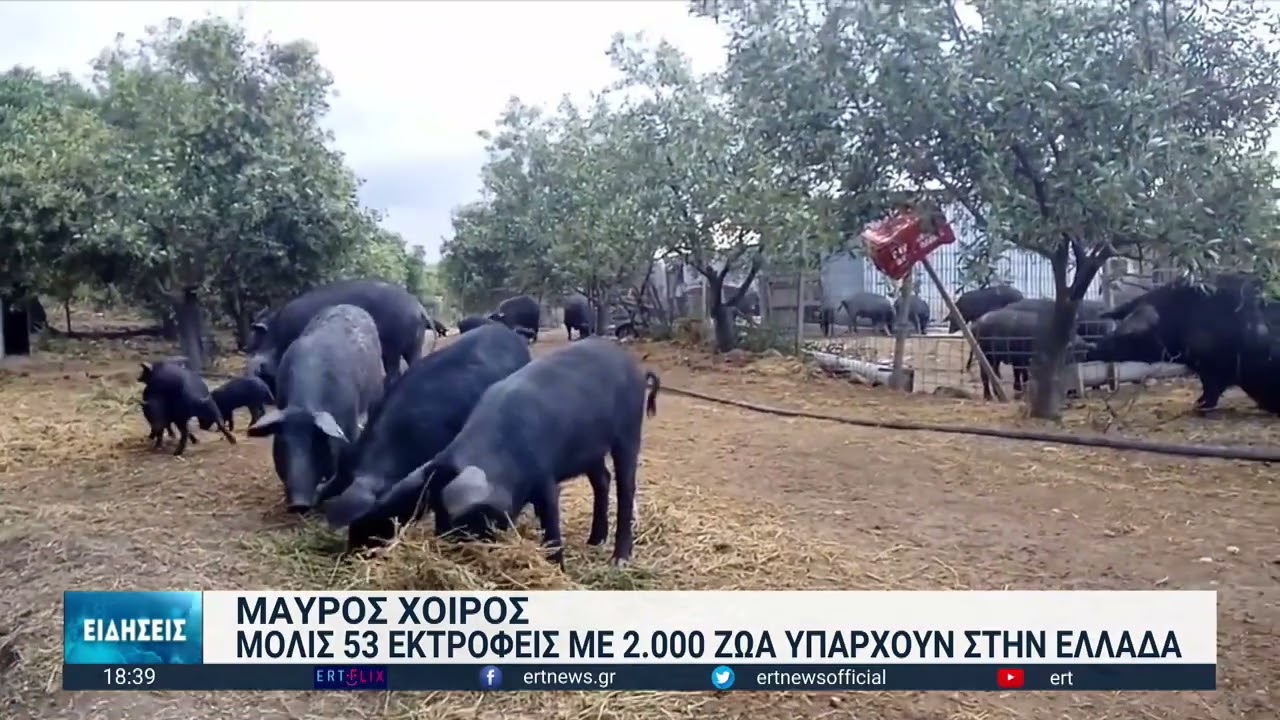 Το ελληνικό «χαμόν» ετοιμάζουν οι εκτροφείς αυτόχθονος μαύρου χοίρου | 02/02/2023 | ΕΡΤ