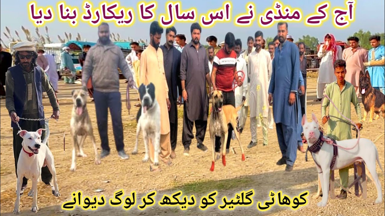 Top Class Dog Market, Pakistan Biggest Dog mandi | Dogs Ki Mandi | Pk Animals Vlog