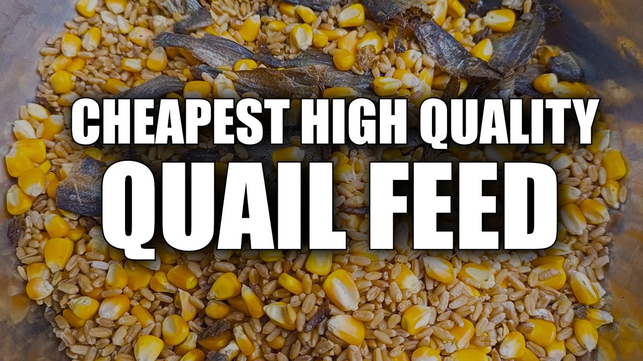 How-to make the Cheapest High Quality quail feed #quailfarming #quail #quaileggs #quailsound #diy