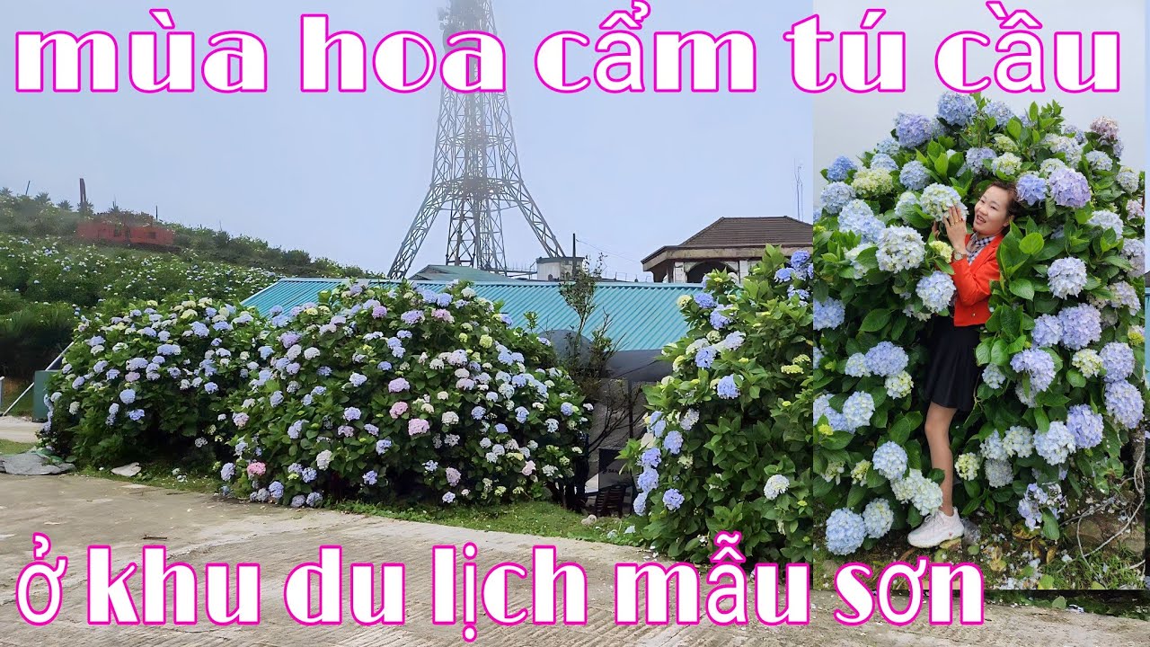 Mùa hoa cẩm tú cầu ở mẫu sơn, hoa cẩm tú cầu ở xứ lạnh | nhật ký cuộc sống