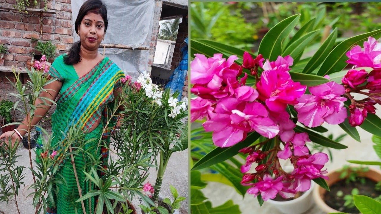 করবী গাছের  সম্পূর্ণ পরিচর্যা।Oleander plant