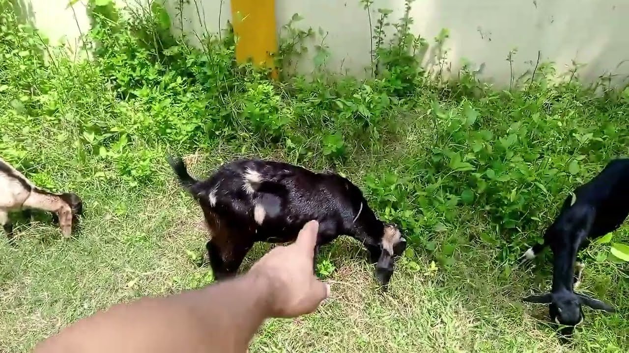 ছাগল পালন ব্যবসা – ১০টি ছাগলে কত লাভ কত খরচ?