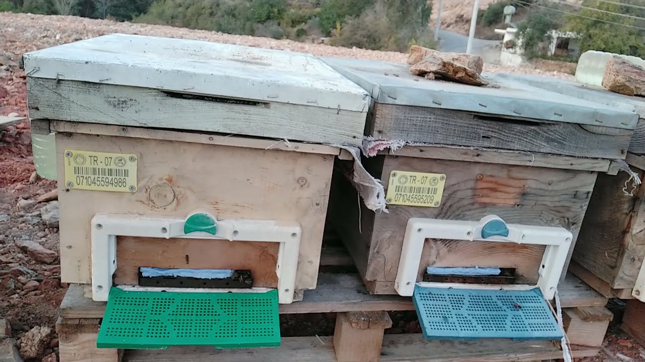 Arı Kışa Girerken Son Daraltma. Kovan Örtü Bezi ve Giriş Deliği Nasıl Kapatılır