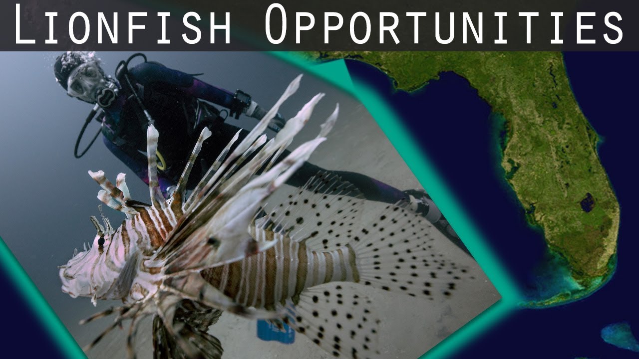 Lionfish Opportunities in Destin - Fort Walton Beach, Florida