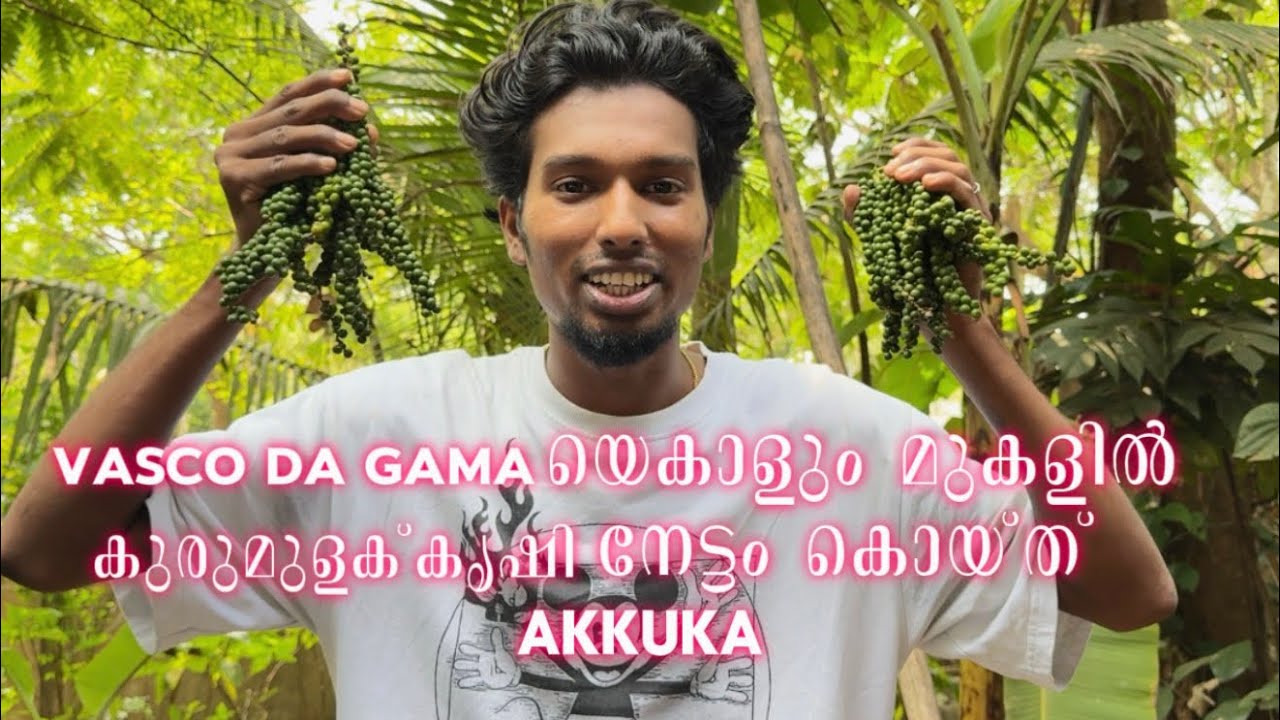 കുരുമുളക് വേട്ട#vlog #pepper #home #kerala #youtubevideo #viralvideo#food #minivlog #automobile 