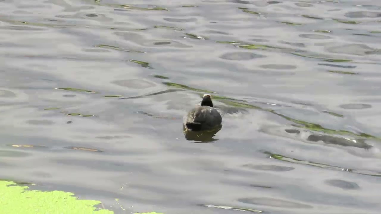 Focha común.....Fulica atra