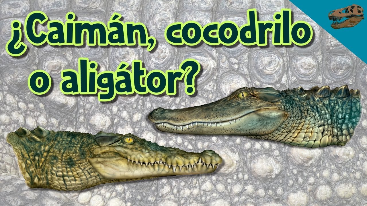 ¿Caimán, cocodrilo o aligátor? - Diferencias, similitudes e historia evolutiva