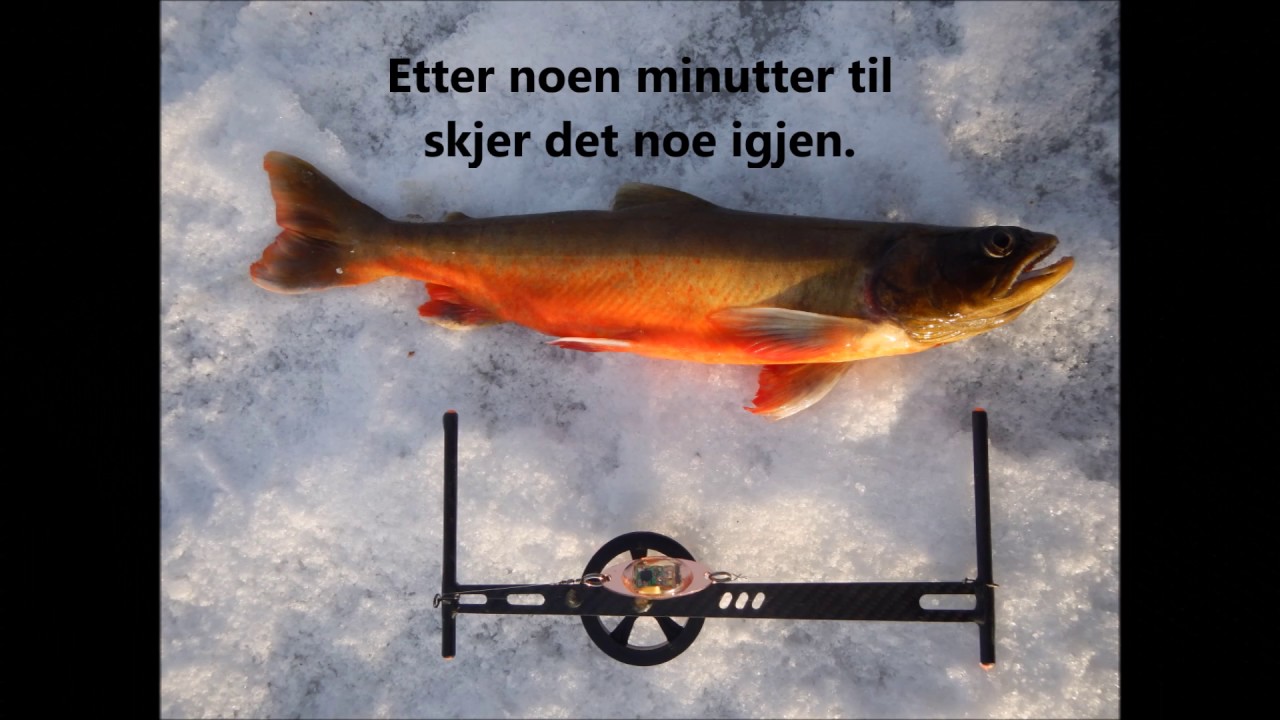 Røyefiske på Hadeland [Isfiske, røye, pilketur]