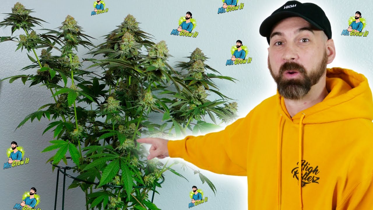 How To Grow Weed: Harvesting, Drying & Curing Cannabis!