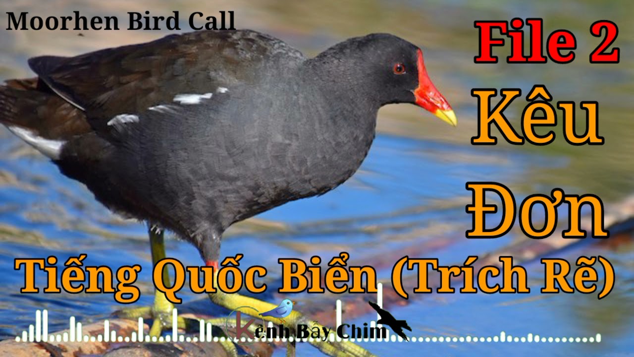 Tiếng Trích Rẽ (Quốc Biển, Quốc Mốc) File 2 Tiếng Đơn - Moorhen Bird Call | Kênh Bẫy Chim