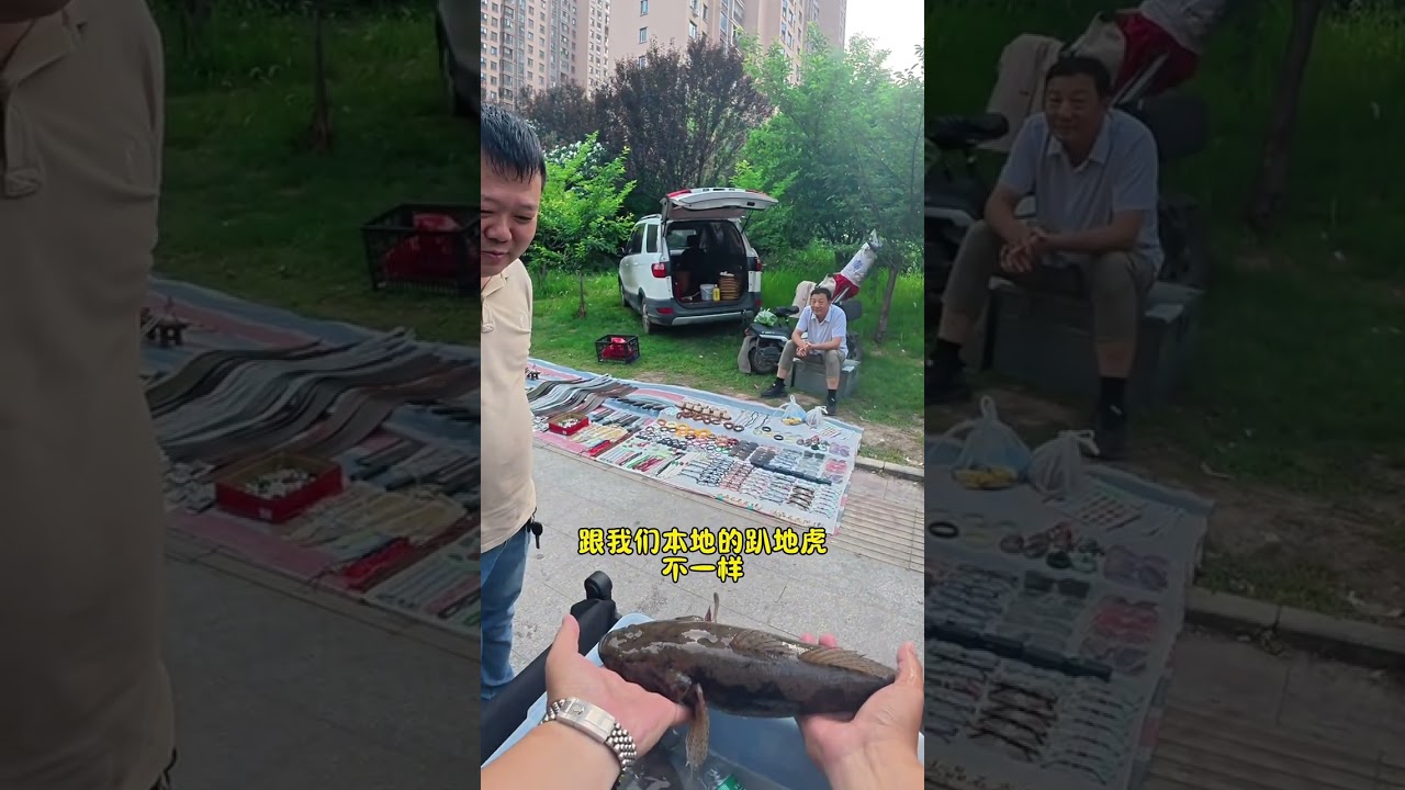 真正的淡水鱼天花板，笋壳鱼“推广大使”我当定了！#笋壳鱼#我的摆摊日记 #原来钓鱼才是抖音运动顶流 #淡水鱼天花板 #记录摆摊生活