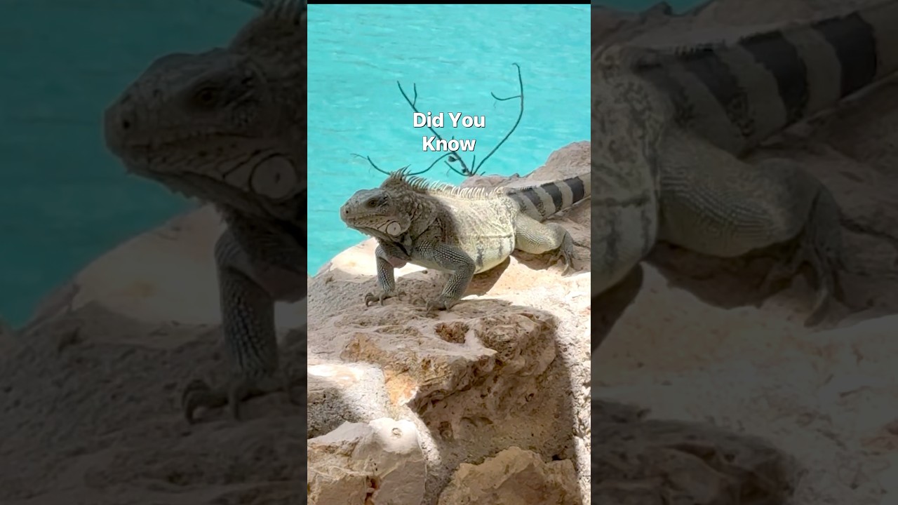 I NEVER Knew This About Green Iguanas! 