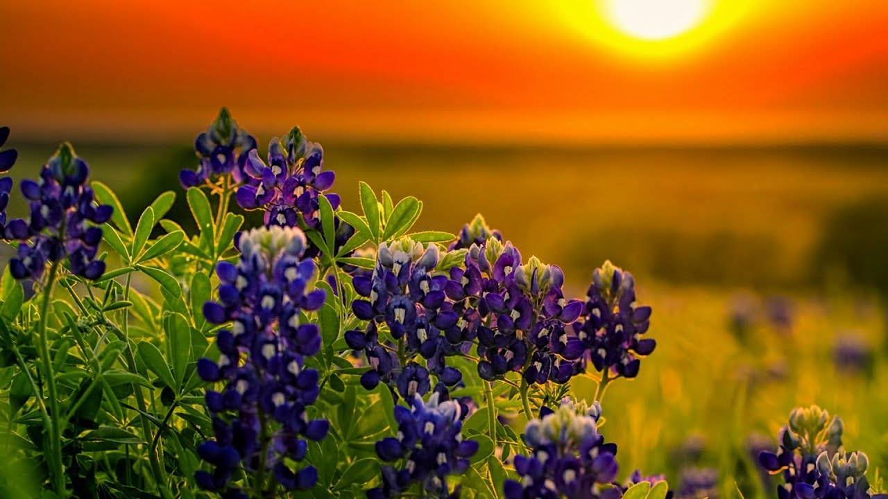 Sara Groves - Jesus, You're Beautiful (Lyric Video), 2002
