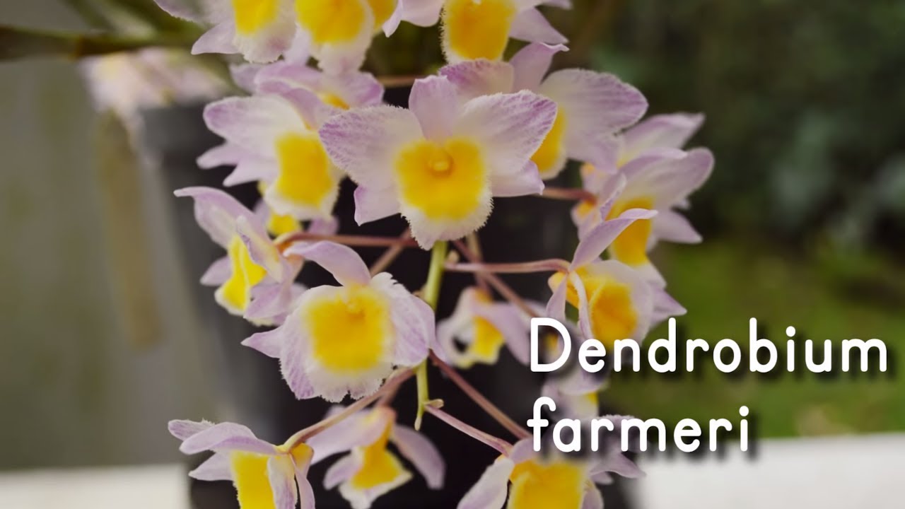 Orquídea Dendrobium farmeri