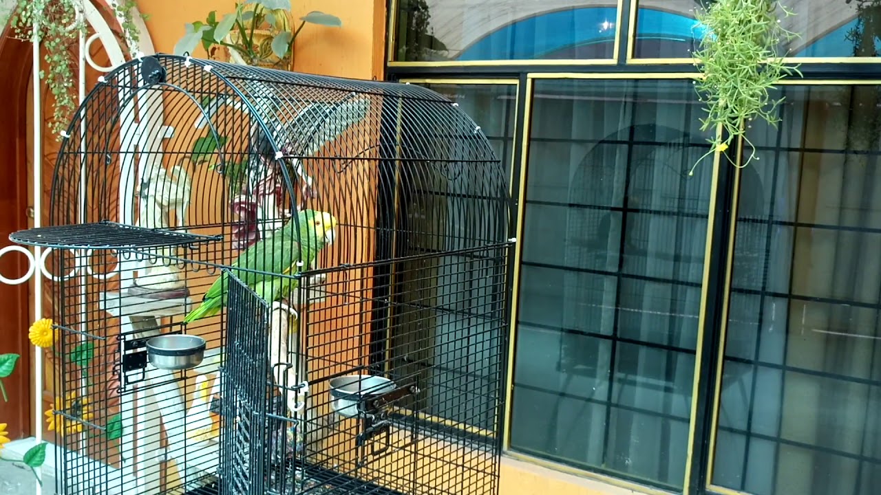 Loro tehuano y cabeza amarilla (macho y hembra)