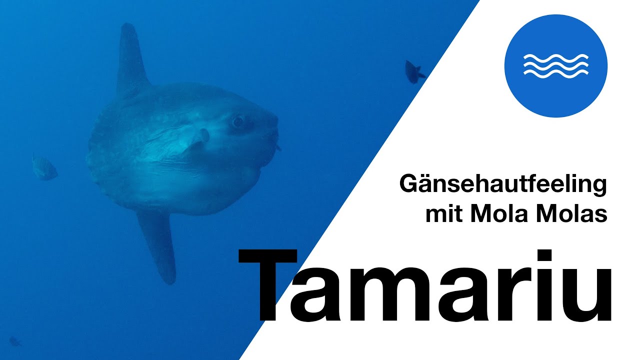 Tamariu #2 - Gänsehautfeeling mit Mola Molas