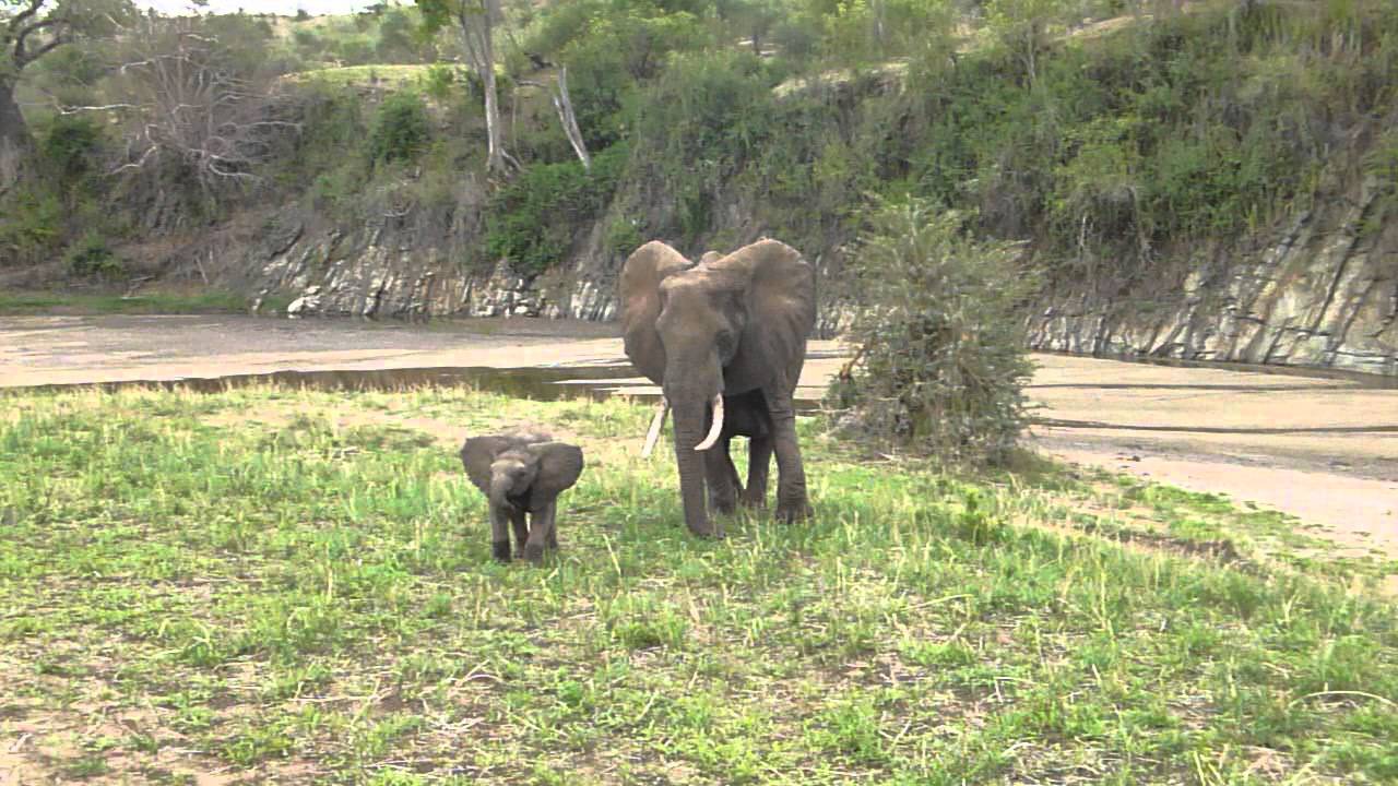 Mama and baby elephant