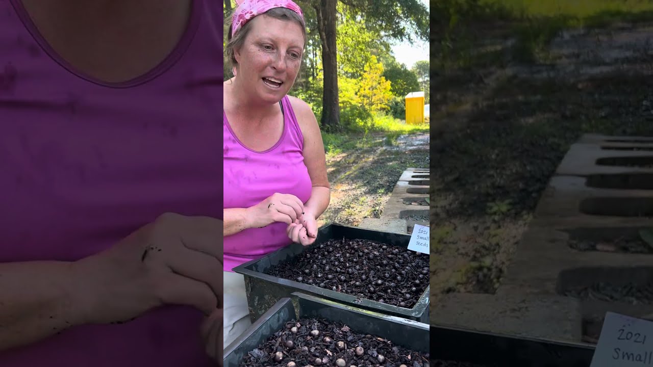 Planting tea seeds @camelliaforestteagardens
