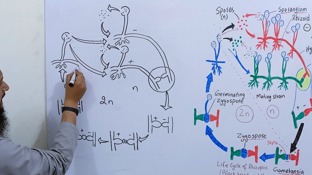 How to draw life cycle of Rhizopus || How to draw life cycle of Zygomycota
