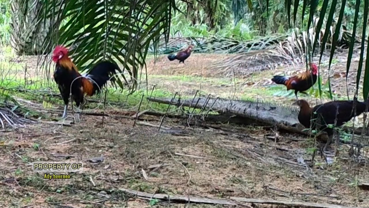 Mikat ayam hutan datang serombongan