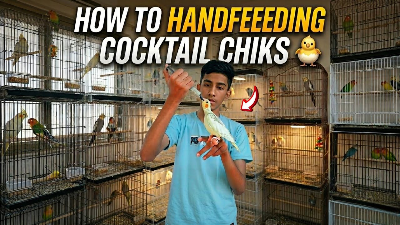 How To Handfeed Cocktail Chicks || birds ko handfeed Kese Karate Hain? 🦜