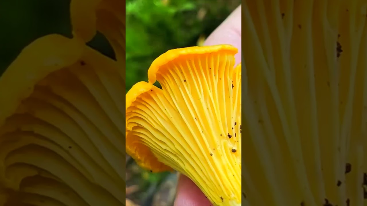 Лисичка обыкновенная (Cantharellus cibarius) short #shorts
