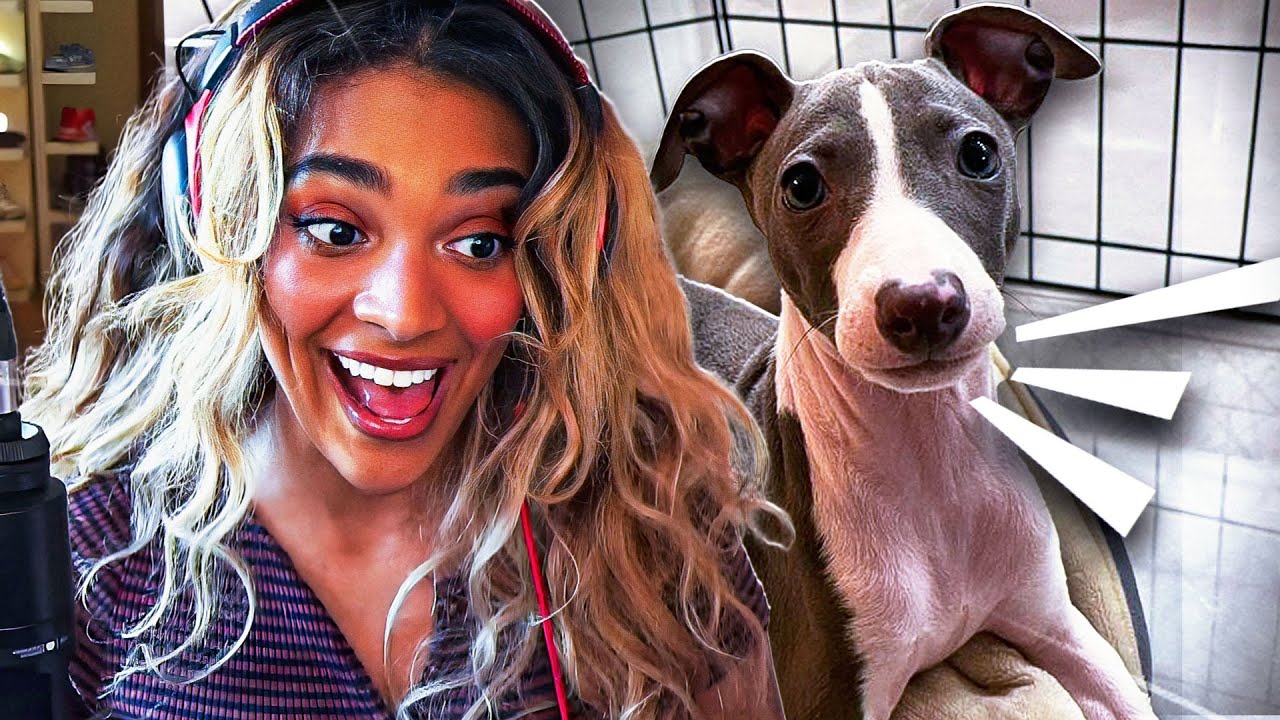 OVERWATCH 2 BUT MY DOG DISTRACTS ME