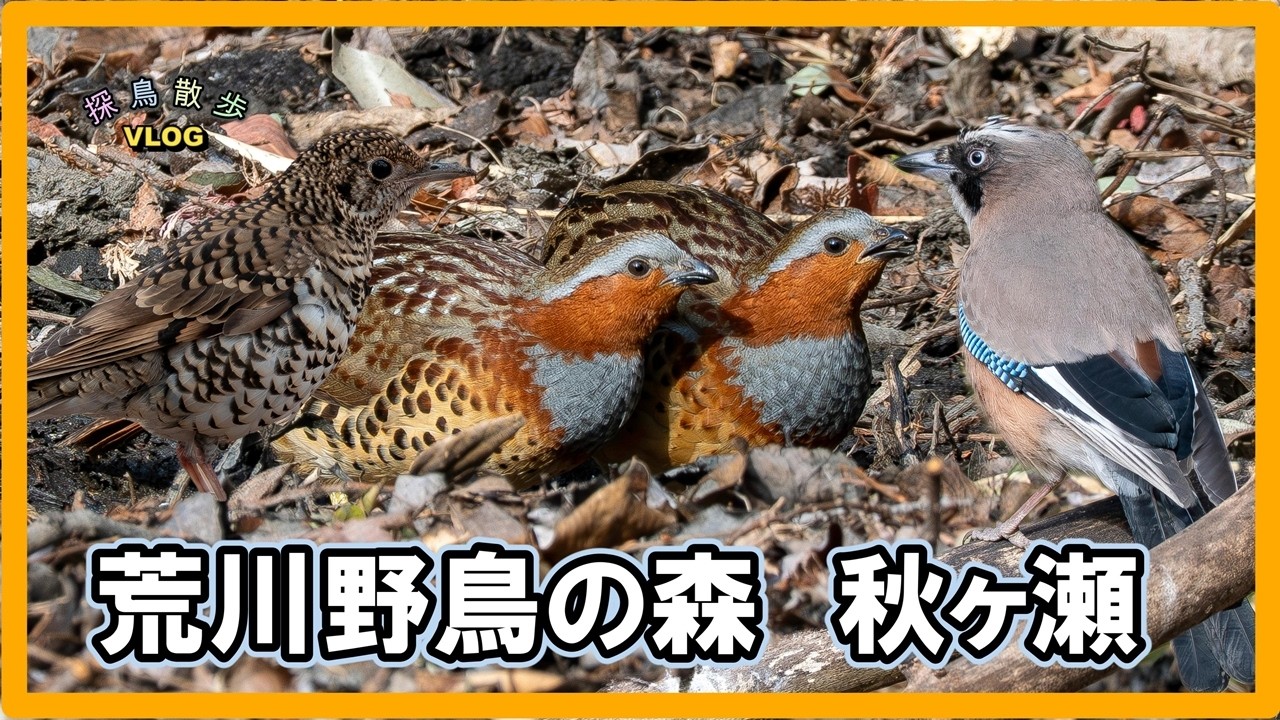 【探鳥散歩 VLOG】今回はずっと空振りして会えなかったトラツグミに会いたくて荒川大麻生公園と秋ヶ瀬公園に行って来ました