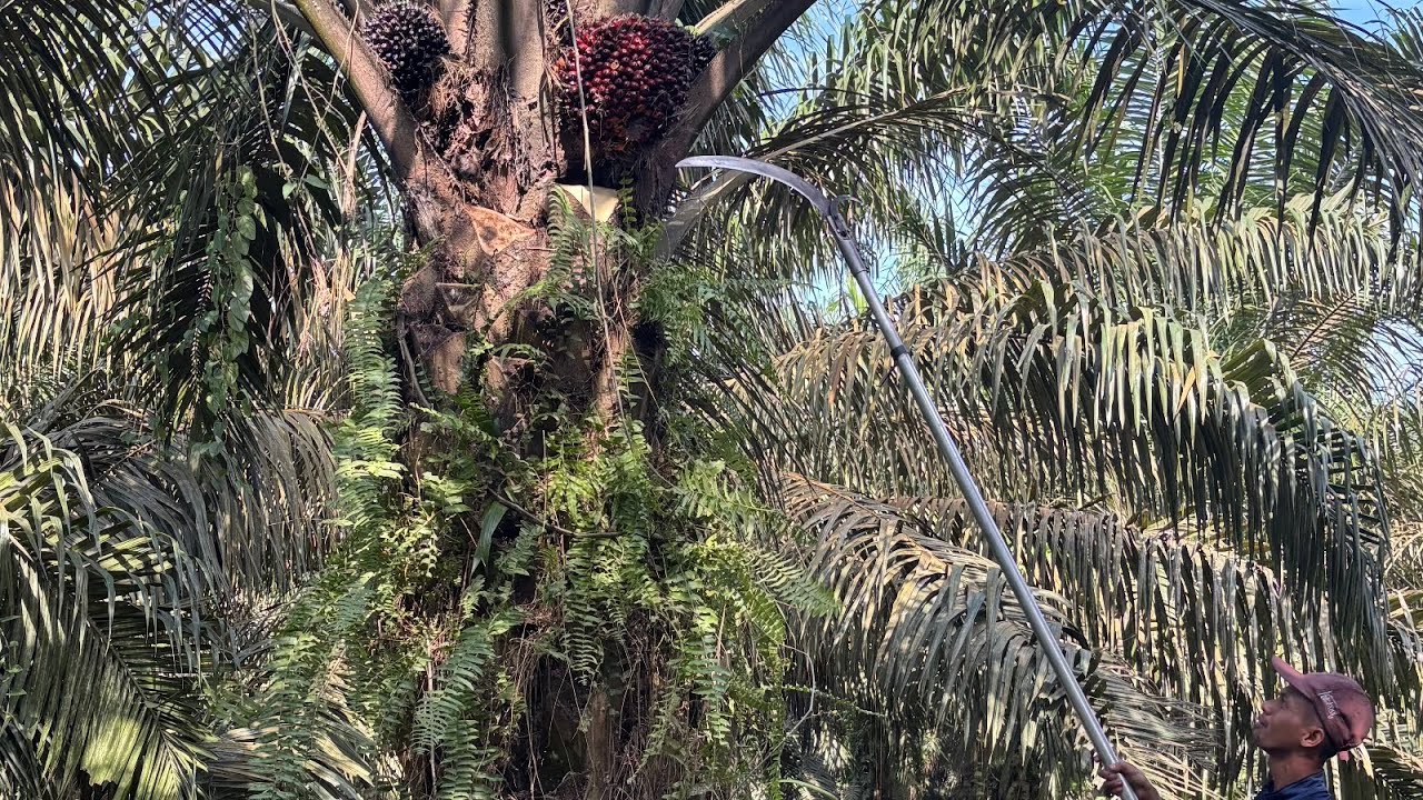 Manajemen Panen di Perkebunan Kelapa Sawit