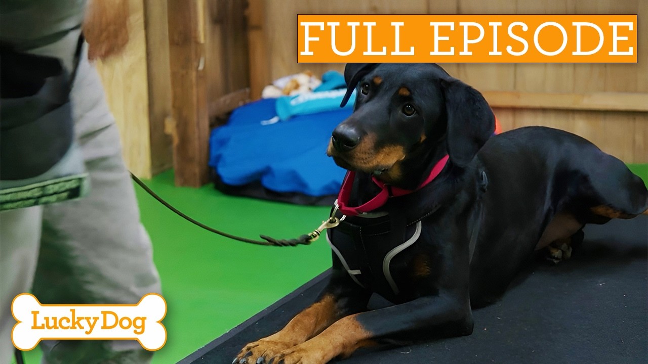 Gentle Giant Forms Heartwarming Bond With Autistic Boy | Full Episode S5 Ep1