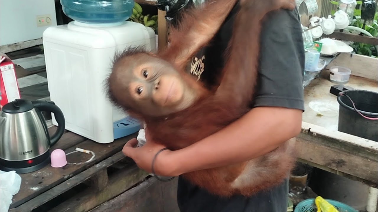 Cute Baby Orangutan Hug His Keeper‼️#babyorangutan #cutebaby #adorablebaby #orangutan #hug
