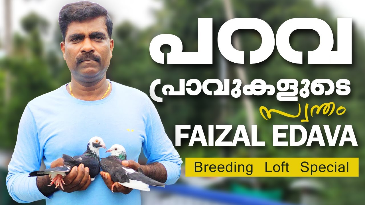 പറവ പ്രാവുകളുടെ സ്വന്തം FAIZAL EDAVA | Parava Valarthal |  Parava Kerala | Parava Malayalam