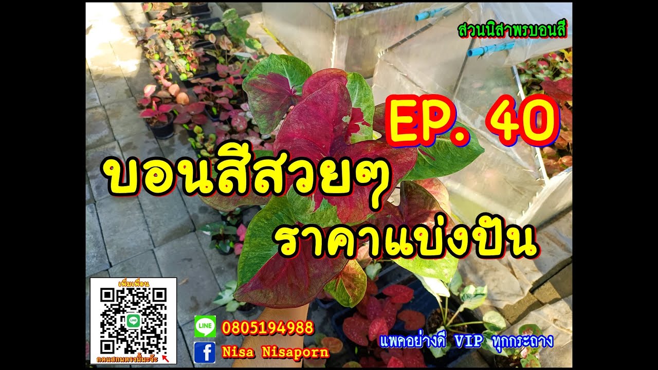 🥰👉บอนสีสวยๆ EP. 40 ราคาแบ่งปัน 5/12/65 สวนนิสาพรบอนสี  ไม้ด่าง / ไม้ป้าย โทร/ไลน์ 0805194988