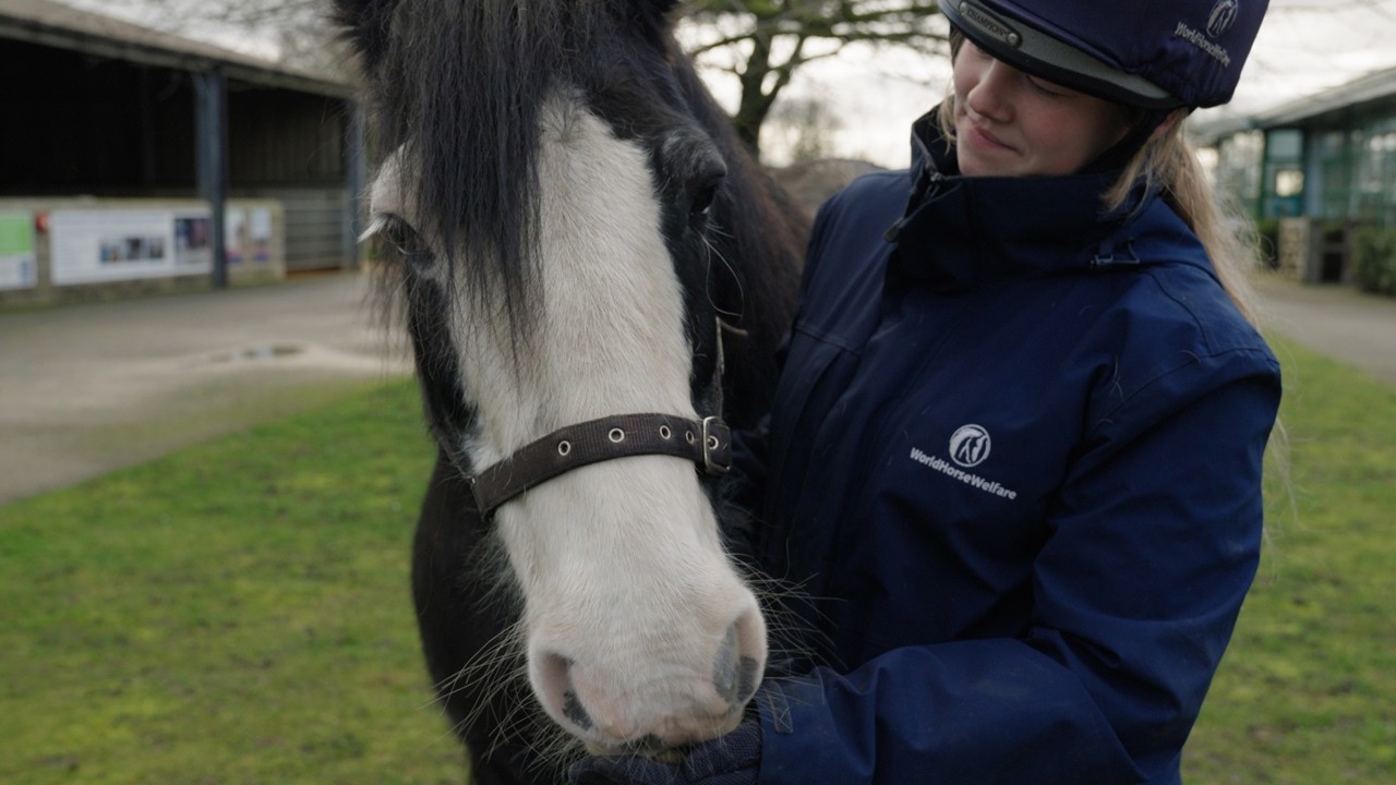 Rehome World Horse Welfare Jake