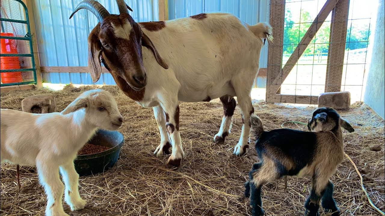 Shirley had babies! #flipflopfarmer