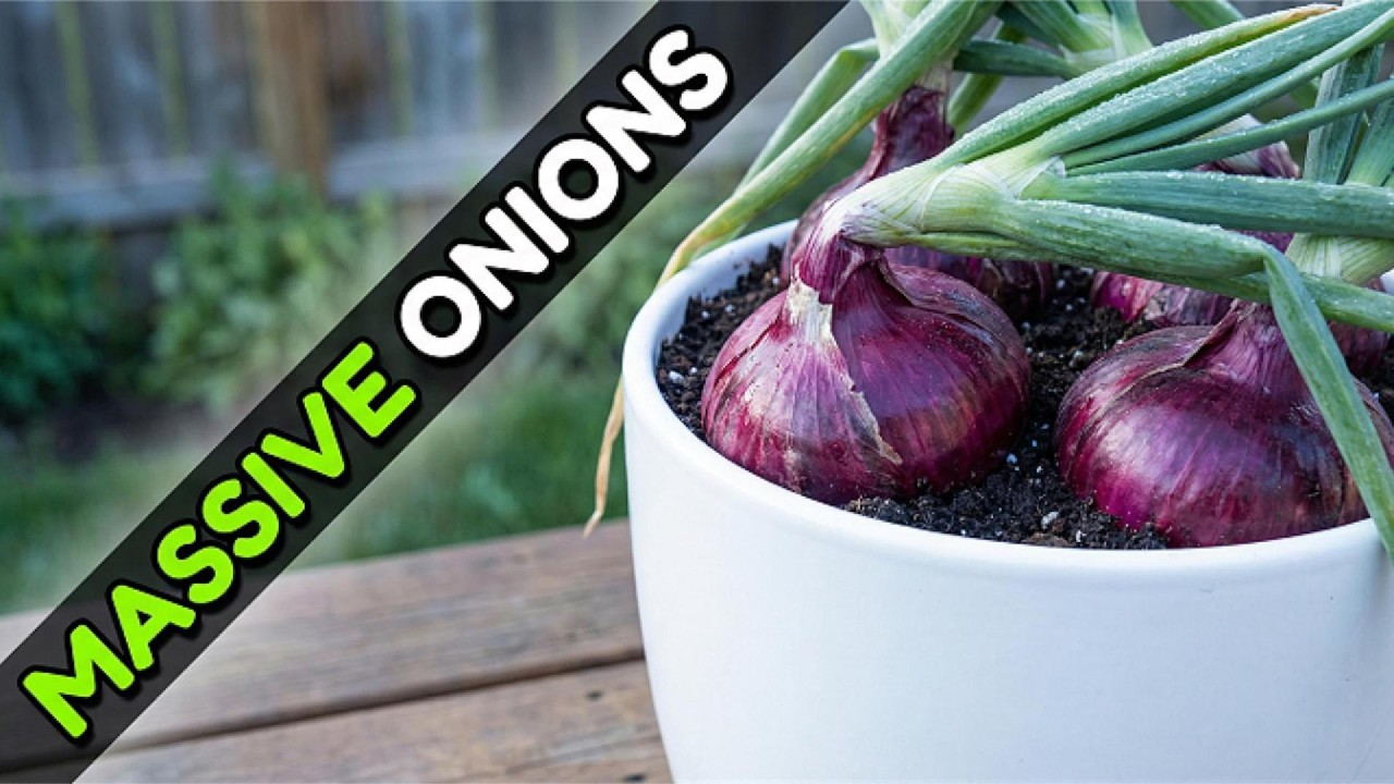 How to Grow Massive Onions in a Single Container (My Proven Method)