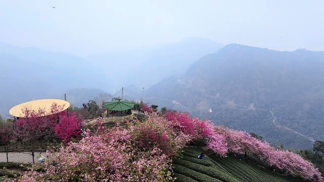 八卦茶園