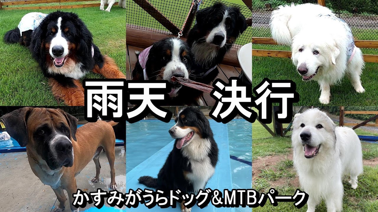 【GPラム】雨天決行！おっさんファミリーとオフ会②【かすみがうらドッグ&MTBパーク】