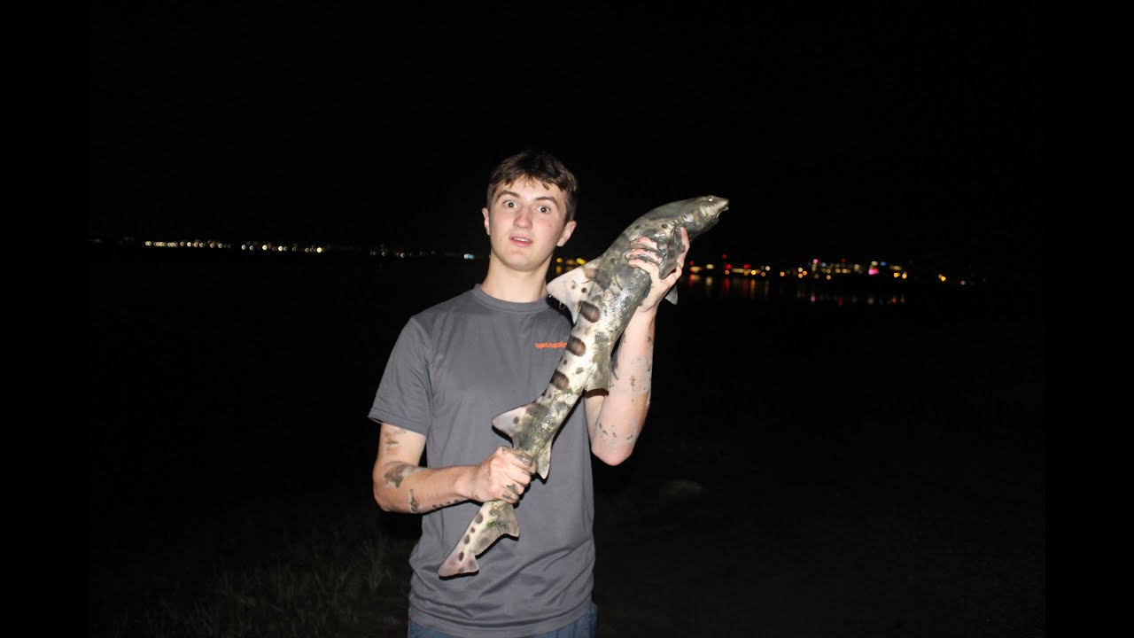 Students reel in sharks on a school night