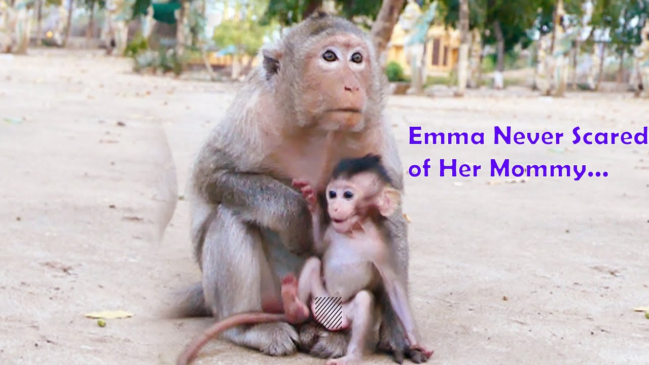 The Tiniest And Cutest Baby Monkey Emma NEVER Stops Being Busy And Not Really Scared Her Mommy Emila