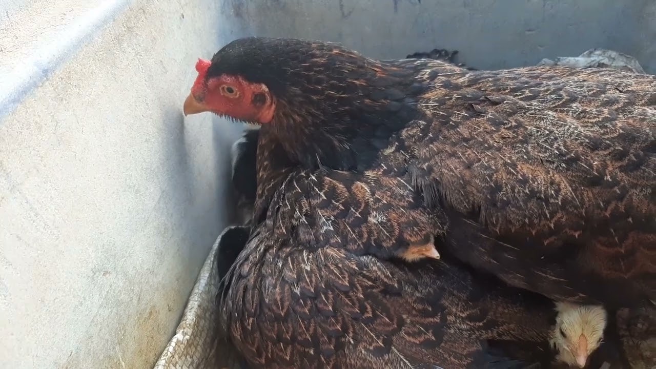 Oi gente nasceram 12 pintinhos são muito lindos estou muito feliz