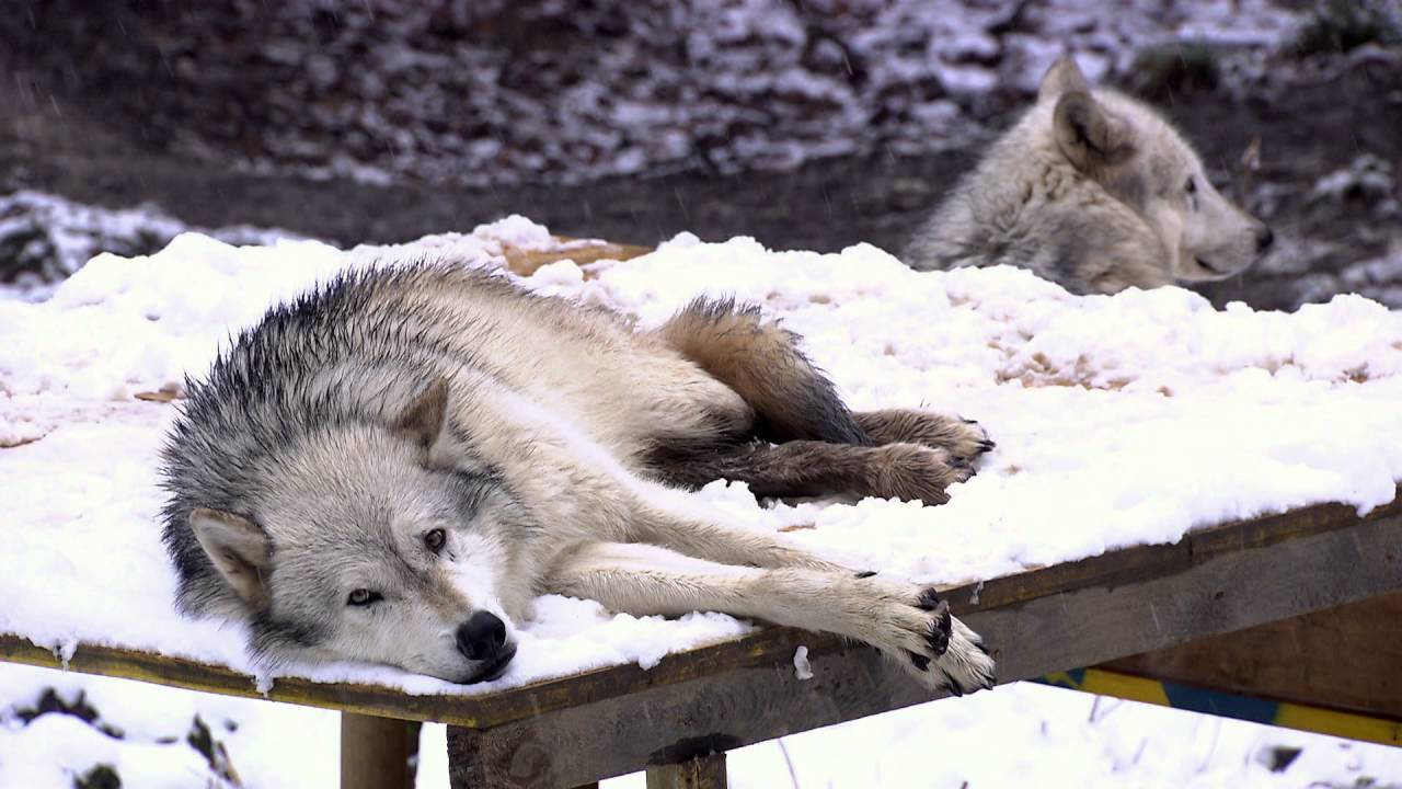Wolves Treadmill