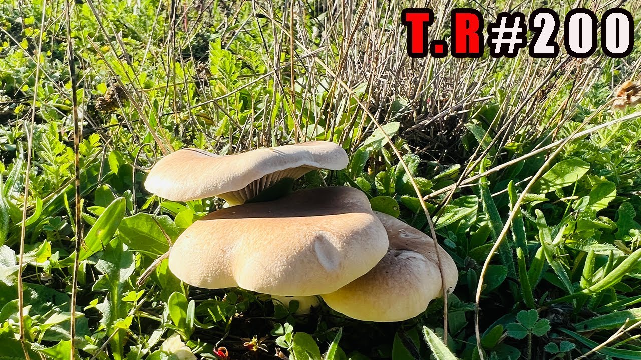 ⚠️MIS PRIMERAS SETAS DE CARDO 2023 🍄(HIERVE el SUELO de ellas)🤷&zwj;♂️