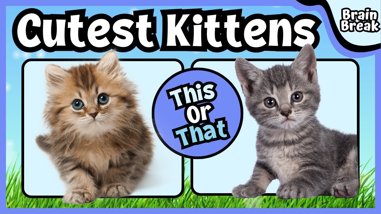 This or That: Cutest Kittens | Brain Break | Brain Breaks for kids | Kids exercise |Would you Rather