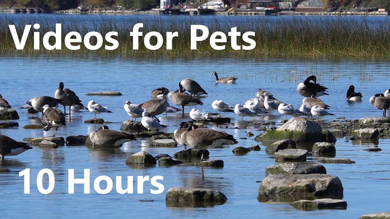 Ducks, Geese, Swans and Gulls - 10 Hour Video for Pets and People - Cat TV - Oct 26, 2023