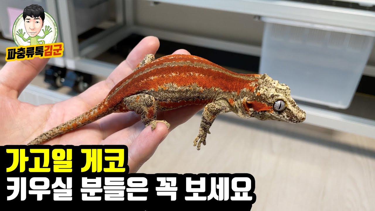 가고일게코 입양 하더라도 이건 알고 입양해야 합니다 (촬영 하다 크레 아젠틱 알 발견ㅋㅋㅋㅋ)